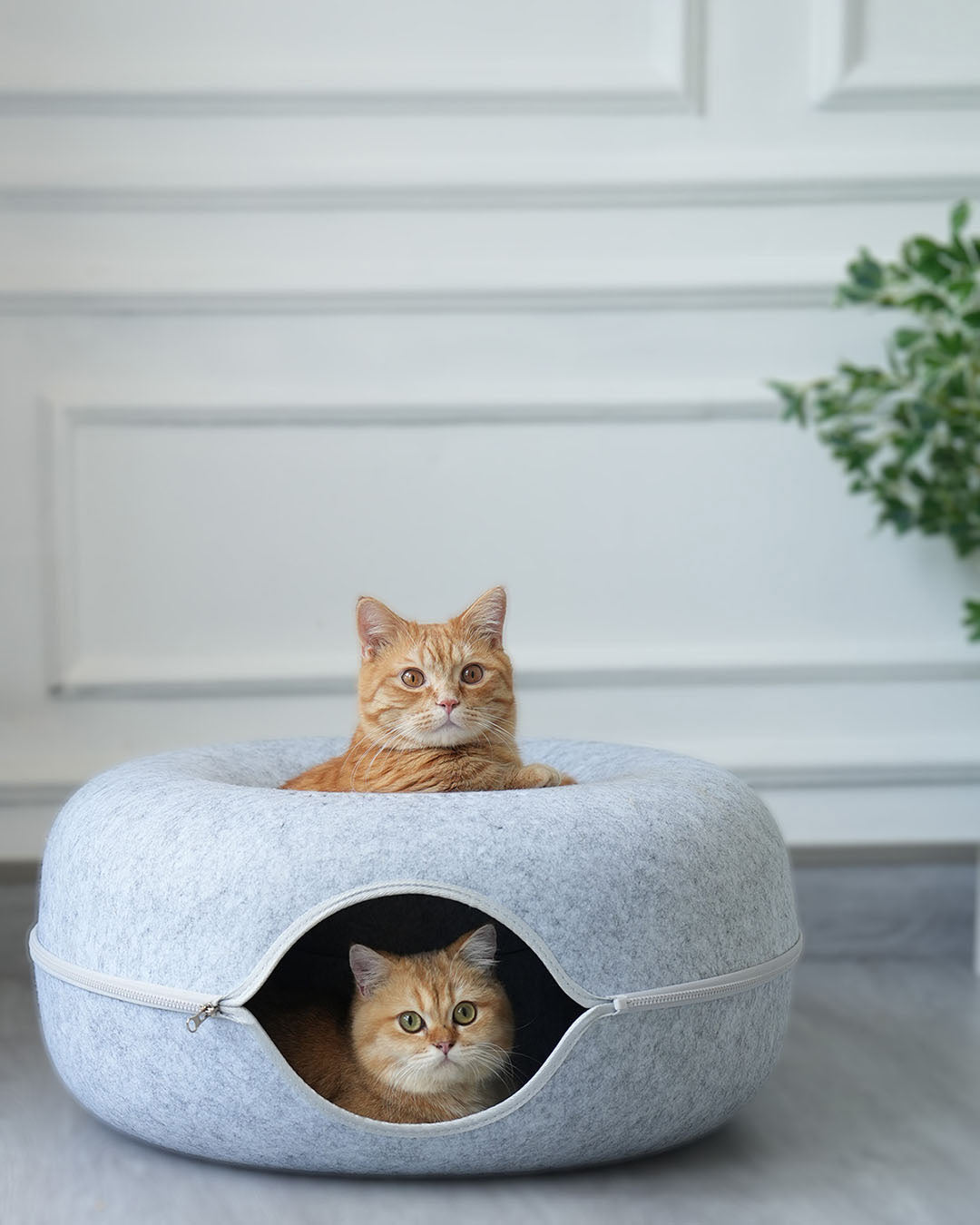 Cattasaurus™️ Peekaboo Cave